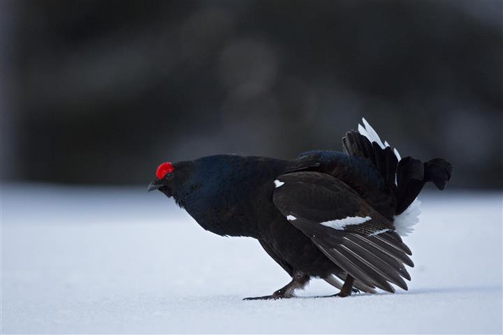 05_Birkhahn_cNationalparkHoheTauern_Gunther_Gressmann_Small.jpg