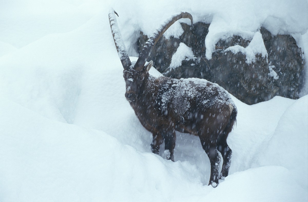 Steinbock_FotoquelleDZupanc.jpg