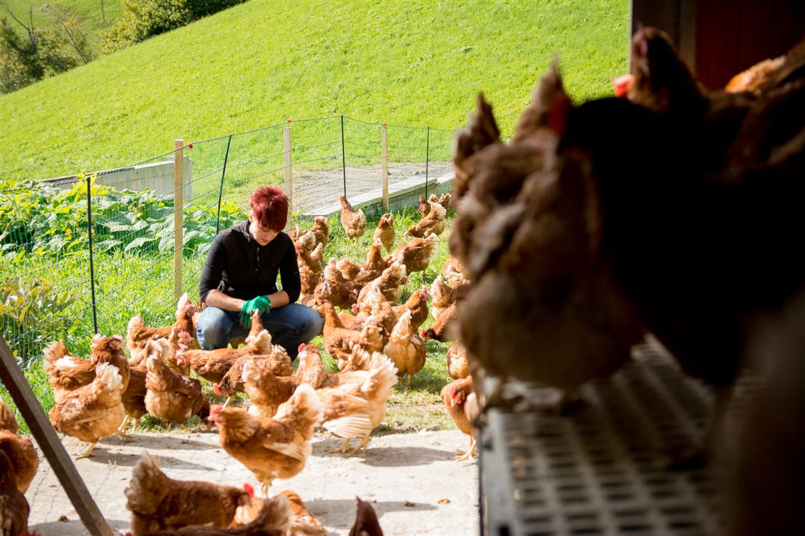 HochBerg Ei cOsttiroler Hochbergei Foto Tourismus und Landwirtschaft Medium