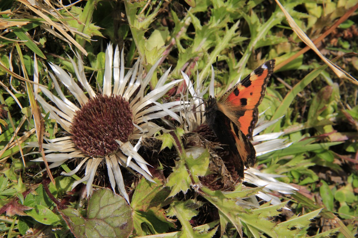 Silberdistel KleinerFuchs cNPHT Hechenblaickner2020