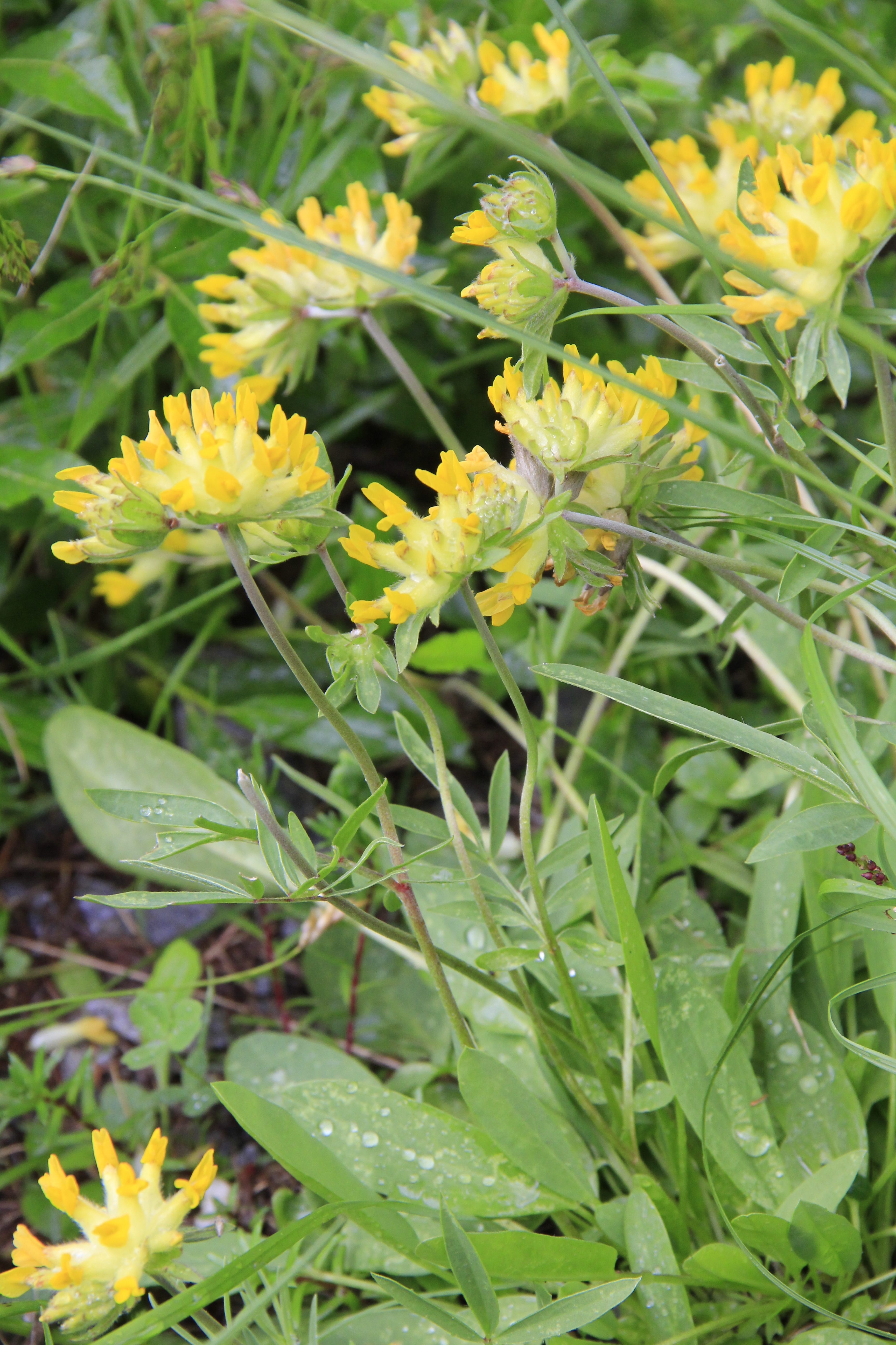 Anthyllis vulneraria - Wundklee