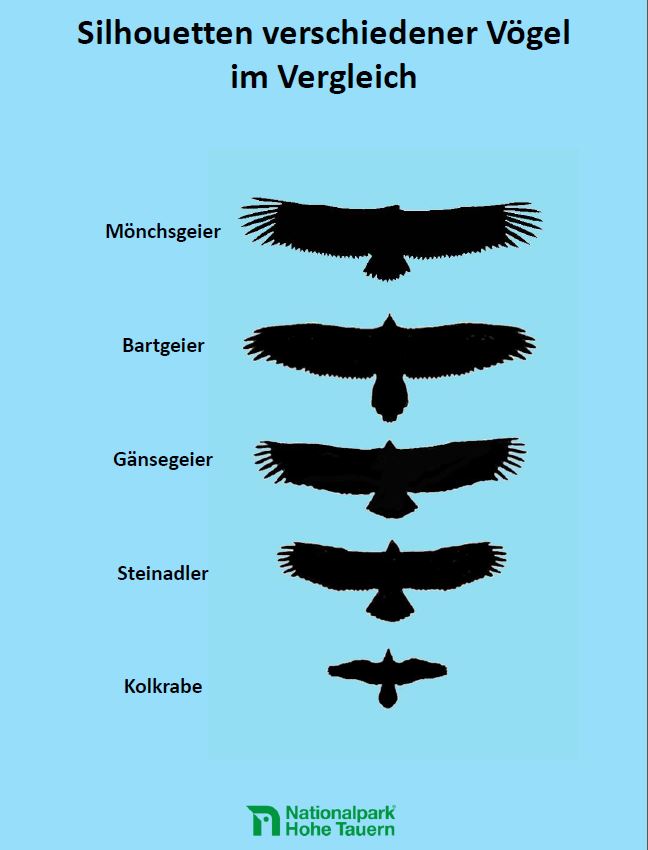 Silhouetten im Vergleichjpg