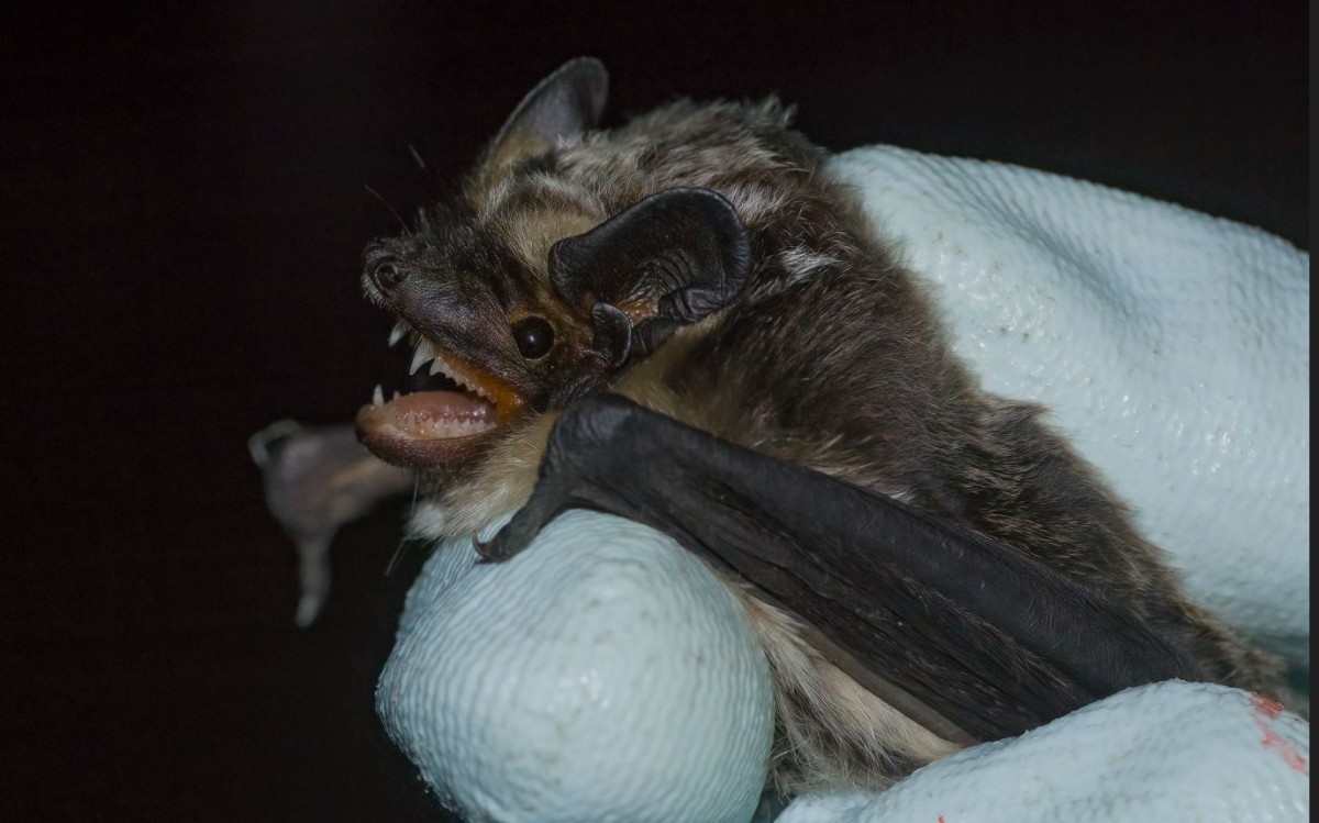 Zweifledermaus Maennchen c Schulze Caroline