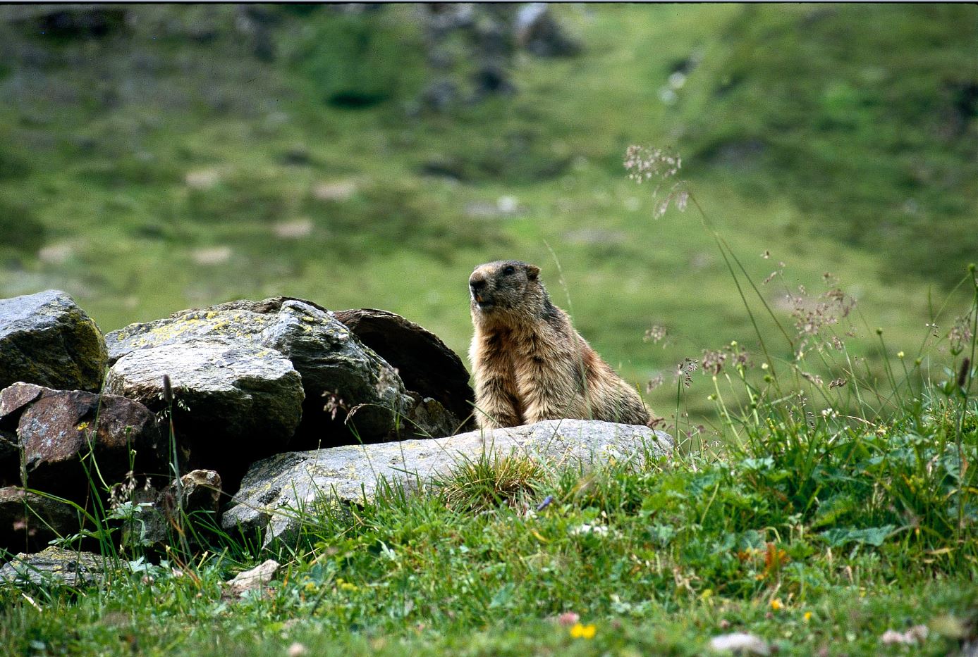 Murmeltiere sind nicht Kamerascheu cNPHT Peter Gruber