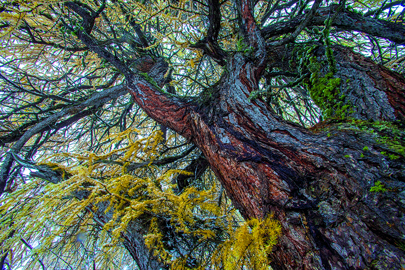 ZedlacherParadies Sequoia cNationalparkHoheTauern Seidl Karl