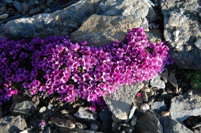 Rudolph's saxifrage c NPHT