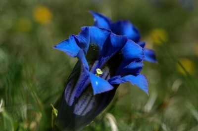 Gentiana acaulis c NPHT Kurzthaler