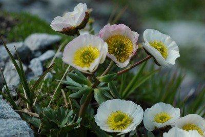 Glacier buttercup c NPHT Kurzthaler