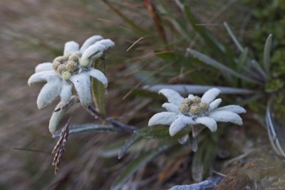 Edelweiss c NPHT Moesslacher