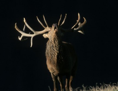 Red deer c NPHT