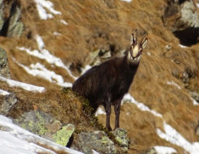 Chamois  c NPHT Angermann