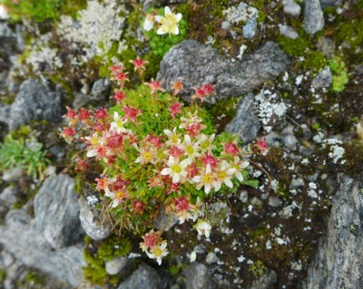 Botanische Erhebungen im Rahmen der Tage der Artenvielfalt