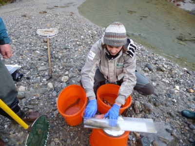 The brown trout  monitoring