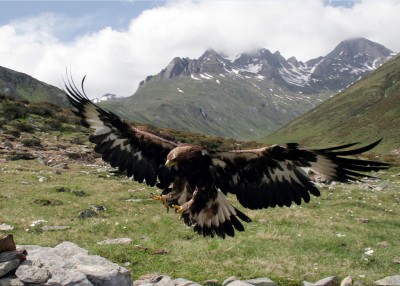 Golden eagle c NPHT Peter Gruber